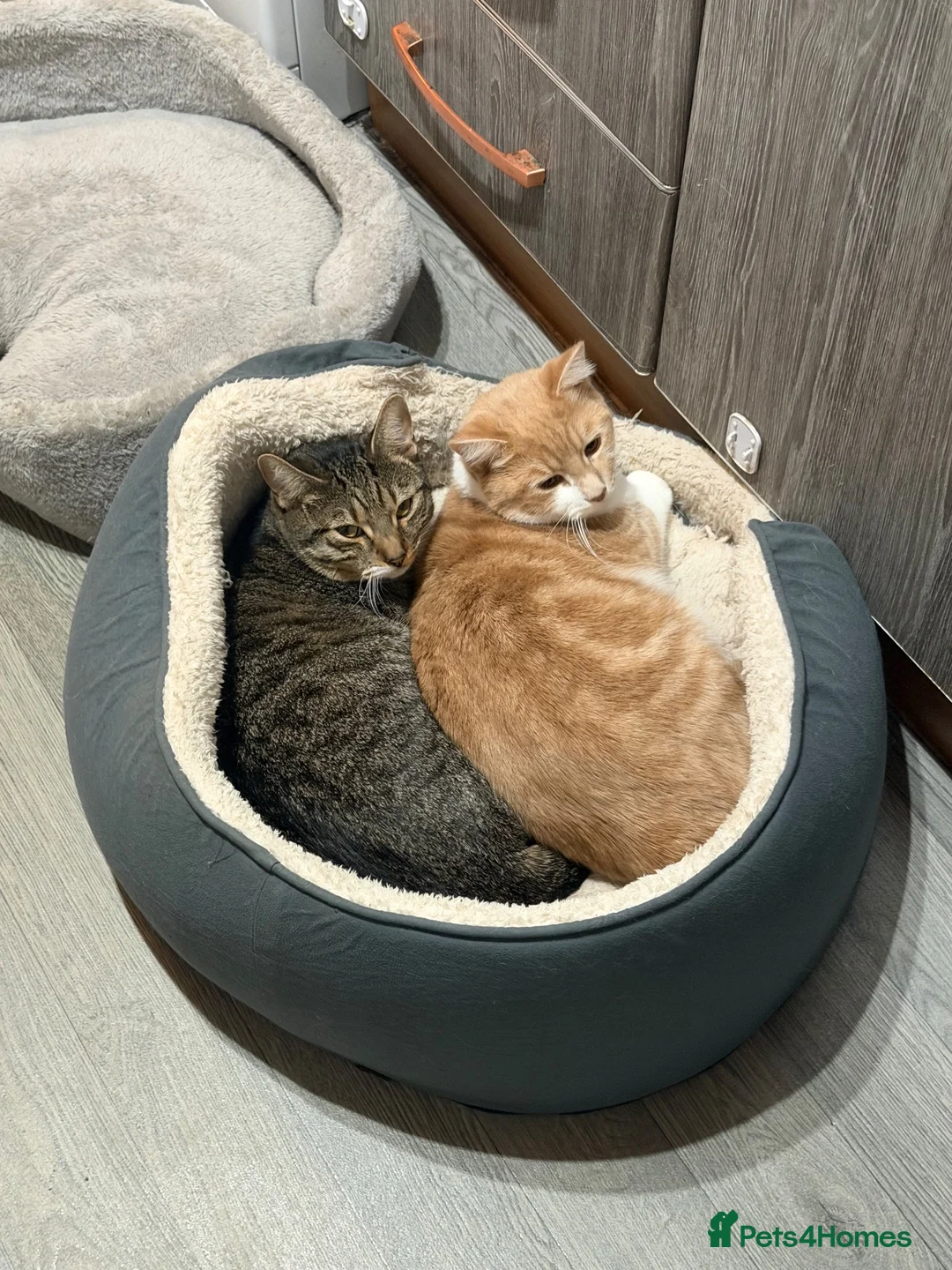 Mixed Breed cats for sale: Two male cats just over 1 year old - Advert 2
