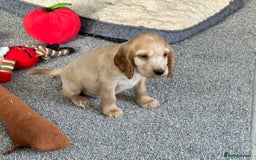 Cocker Spaniel dogs for sale: Beautiful gold cocker puppies - Image 21