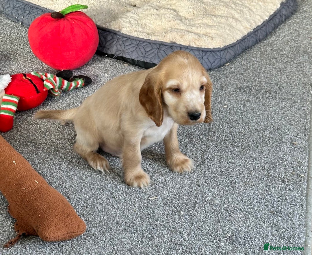 Cocker Spaniel dogs for sale: Beautiful gold cocker puppies - Image 21