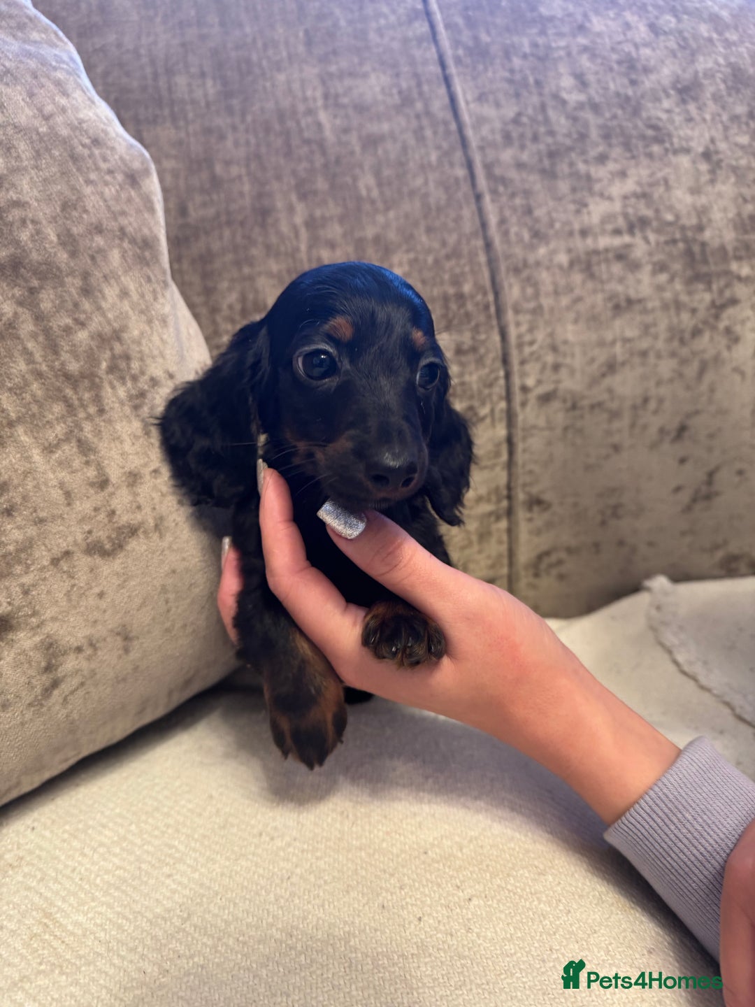 Miniature Dachshund dogs for sale: Miniature Dachshund puppies - Advert 2
