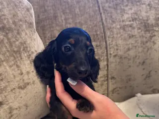 Miniature Dachshund dogs Miniature Dachshund puppies - Advert 15