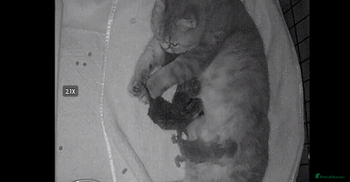 British Shorthair cats Blue, lilac, chocolate golden girls  - Advert 5