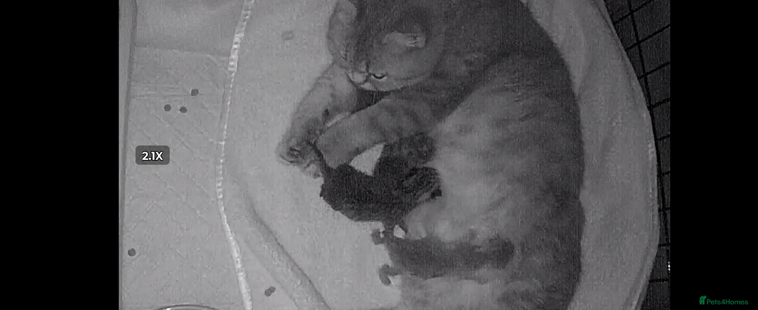 British Shorthair cats for sale: Blue, lilac, chocolate golden girls  - Advert 2