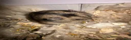 Hamster rodents for sale: Dwarf Hamster  in Glossop - Advert 3