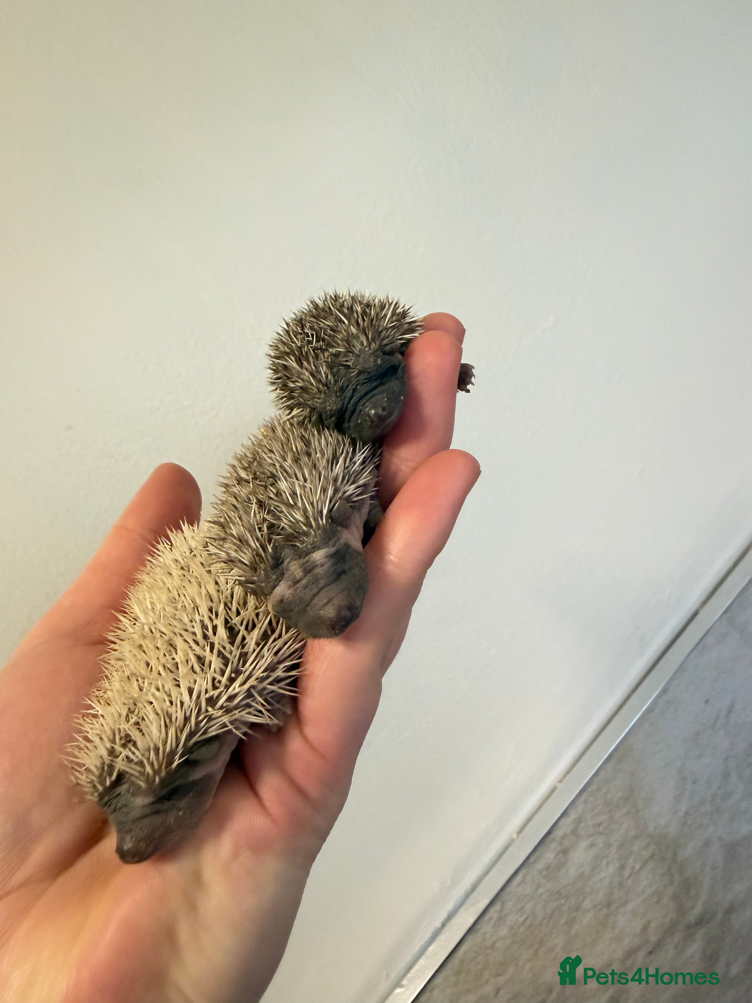 Pygmy Hedgehog rodents African Pygmg hedgehogs  - Advert 1