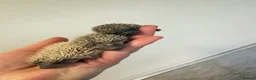 Pygmy Hedgehog rodents for sale: African Pygmg hedgehogs  - Advert 1