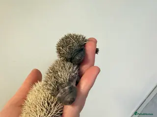 Pygmy Hedgehog rodents African Pygmg hedgehogs - Advert 1