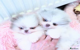 Pomeranian dogs for sale: Outstanding toy size poms - Image 1
