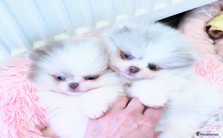 Pomeranian dogs - Advert 1