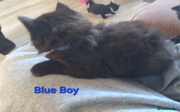 Mixed Breed cats for sale: 5 fluffy black kittens with hints of grey - Image 7