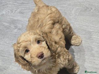 Cockapoo dogs F1 Minature cockapoos - Advert 3