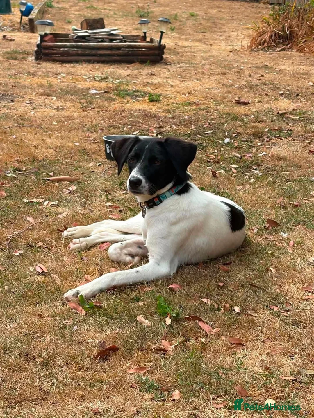 Mixed Breed dogs for adoption: Bruna - Hempnall Norfolk  in Norwich - Advert 2