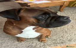 Boxer dogs for stud: KC Boxer Available for Stud | Champion Bloodlines - Image 8