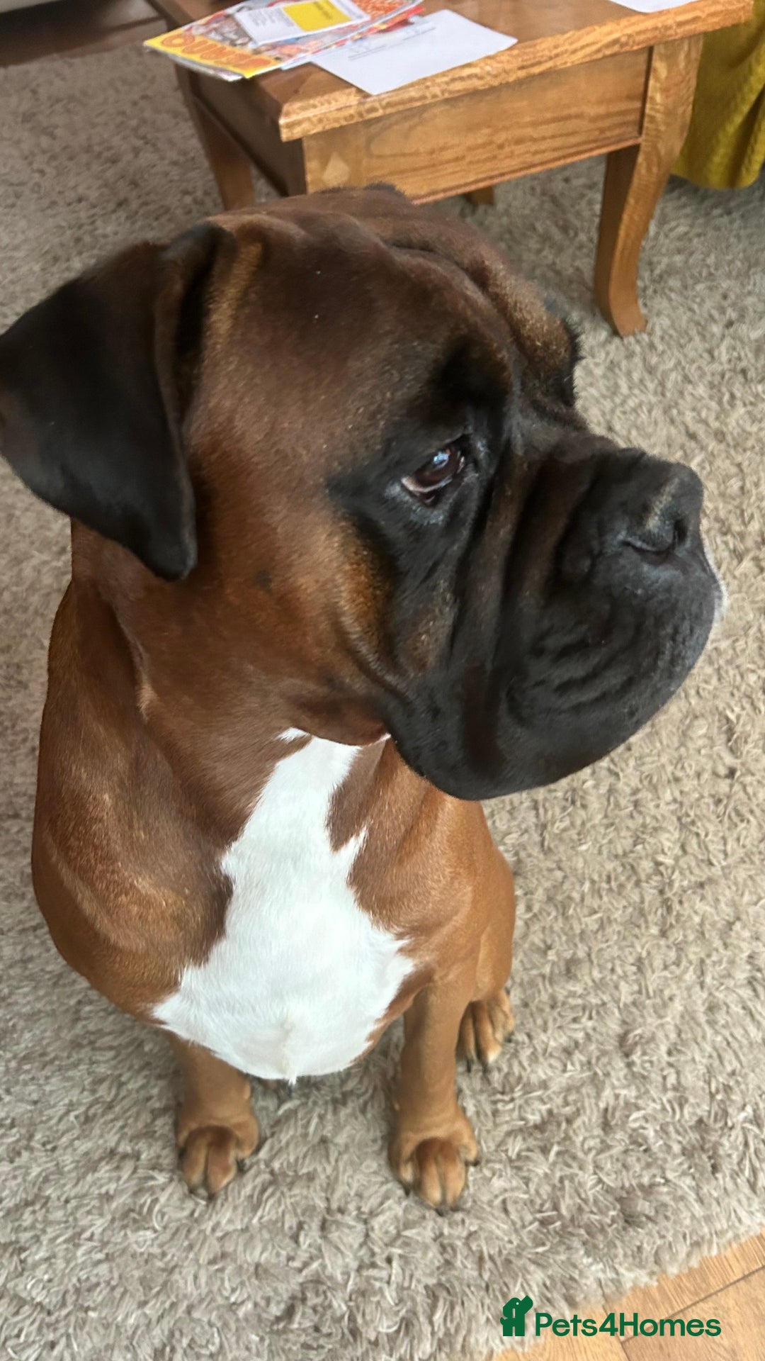 Boxer dogs for stud: KC Boxer Available for Stud | Champion Bloodlines - Image 8