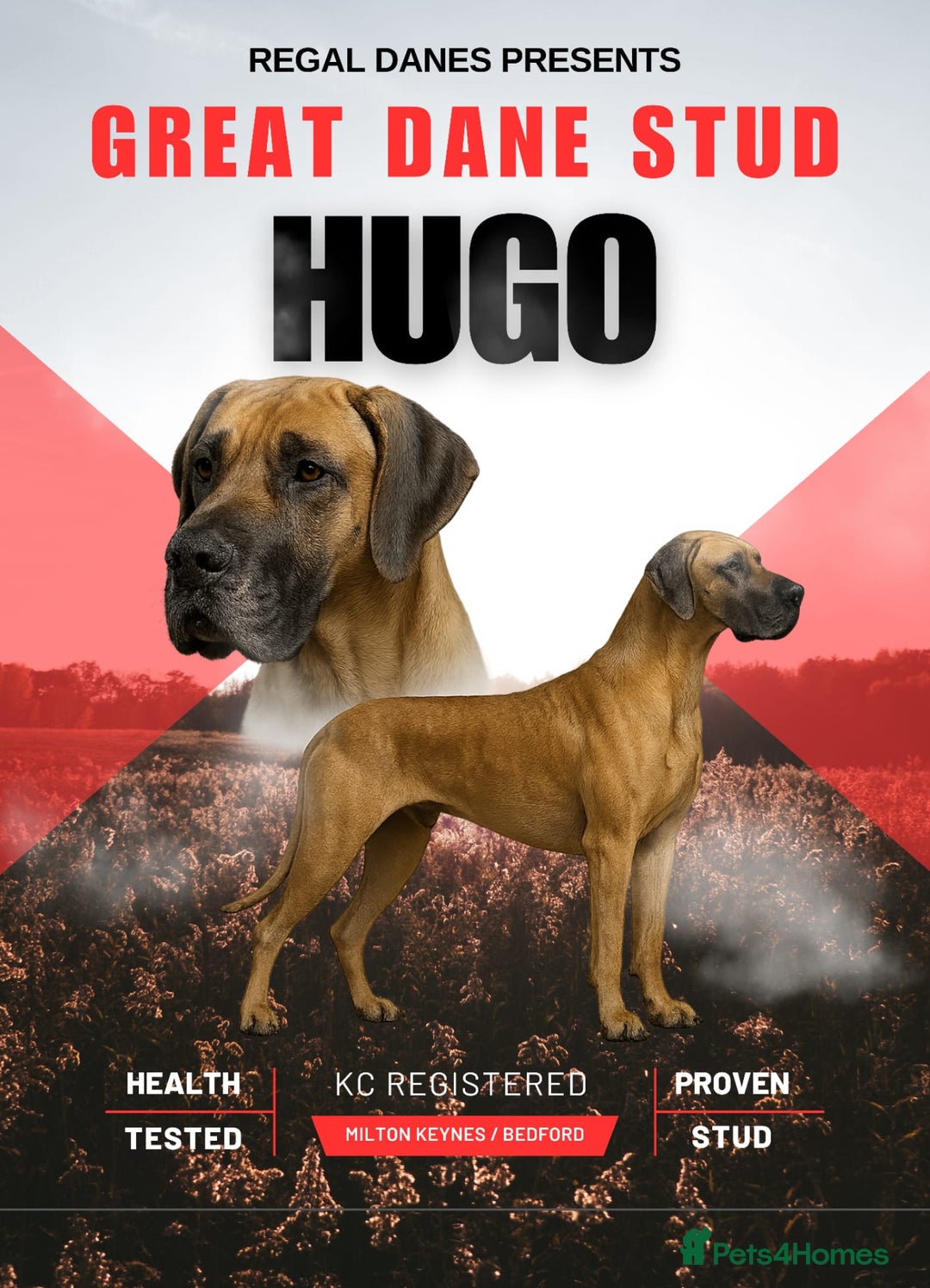 Great Dane dogs for stud: ✨ Great Dane Stud - KC Registered - Championship  - Image 1