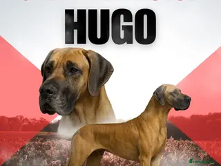 Great Dane dogs ✨ Great Dane Stud - KC Registered - Championship - Advert 2