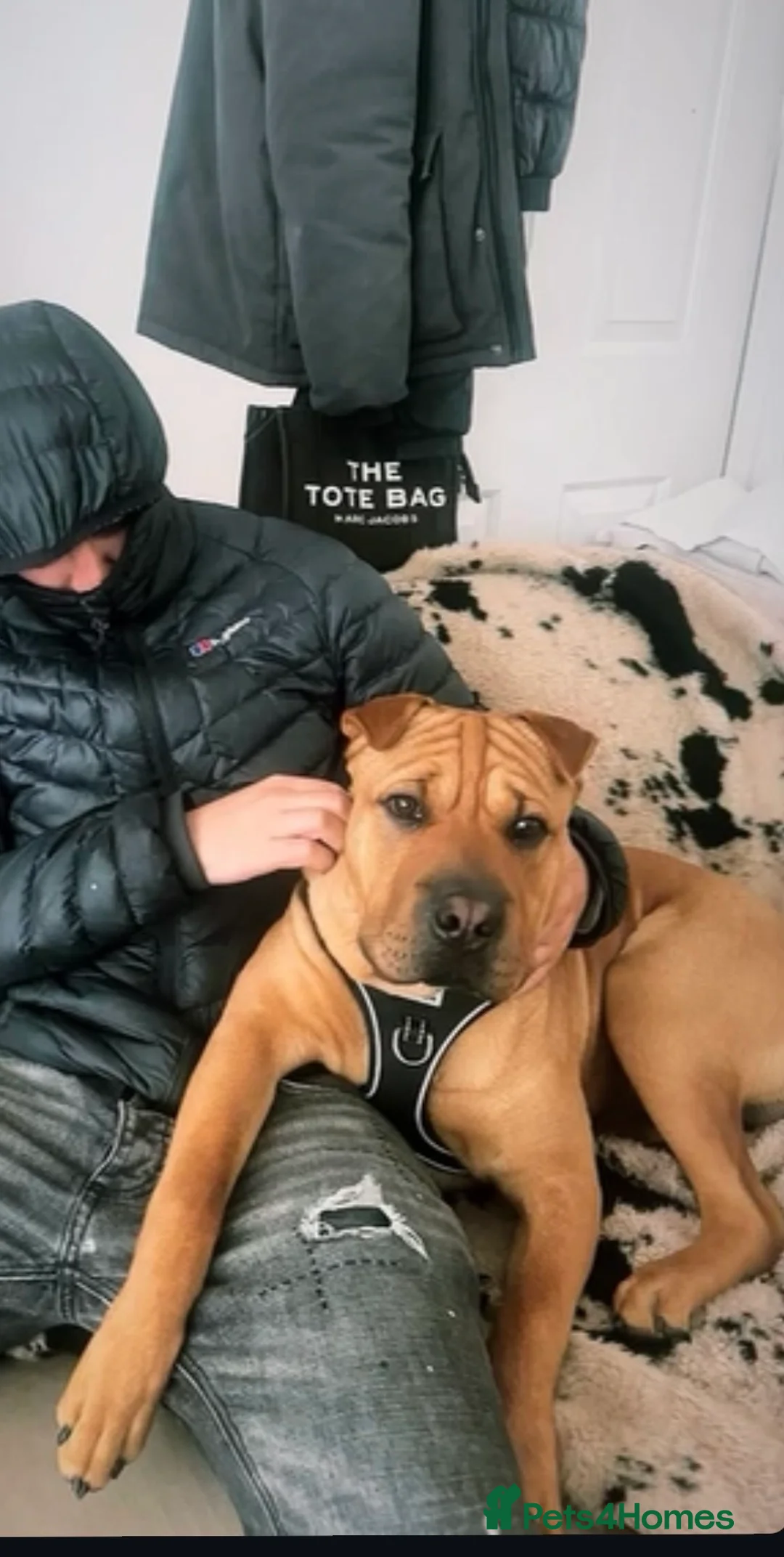 Shar Pei dogs for sale: Bruce  - Advert 1