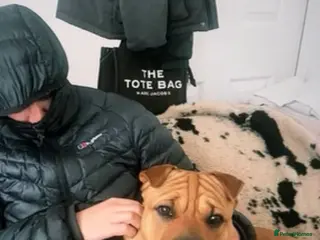 Shar Pei dogs Bruce - Advert 7