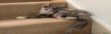 Maine Coon 4