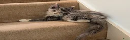 Maine Coon cats for sale: Pure maine coon kittens for sale - Advert 4