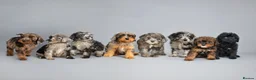 Cavapoo dogs for sale: Cavapoo puppies for sale  - Advert 1