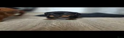Miniature Dachshund dogs for sale: Miniature daschound REDUCED ££650££ - Advert 7