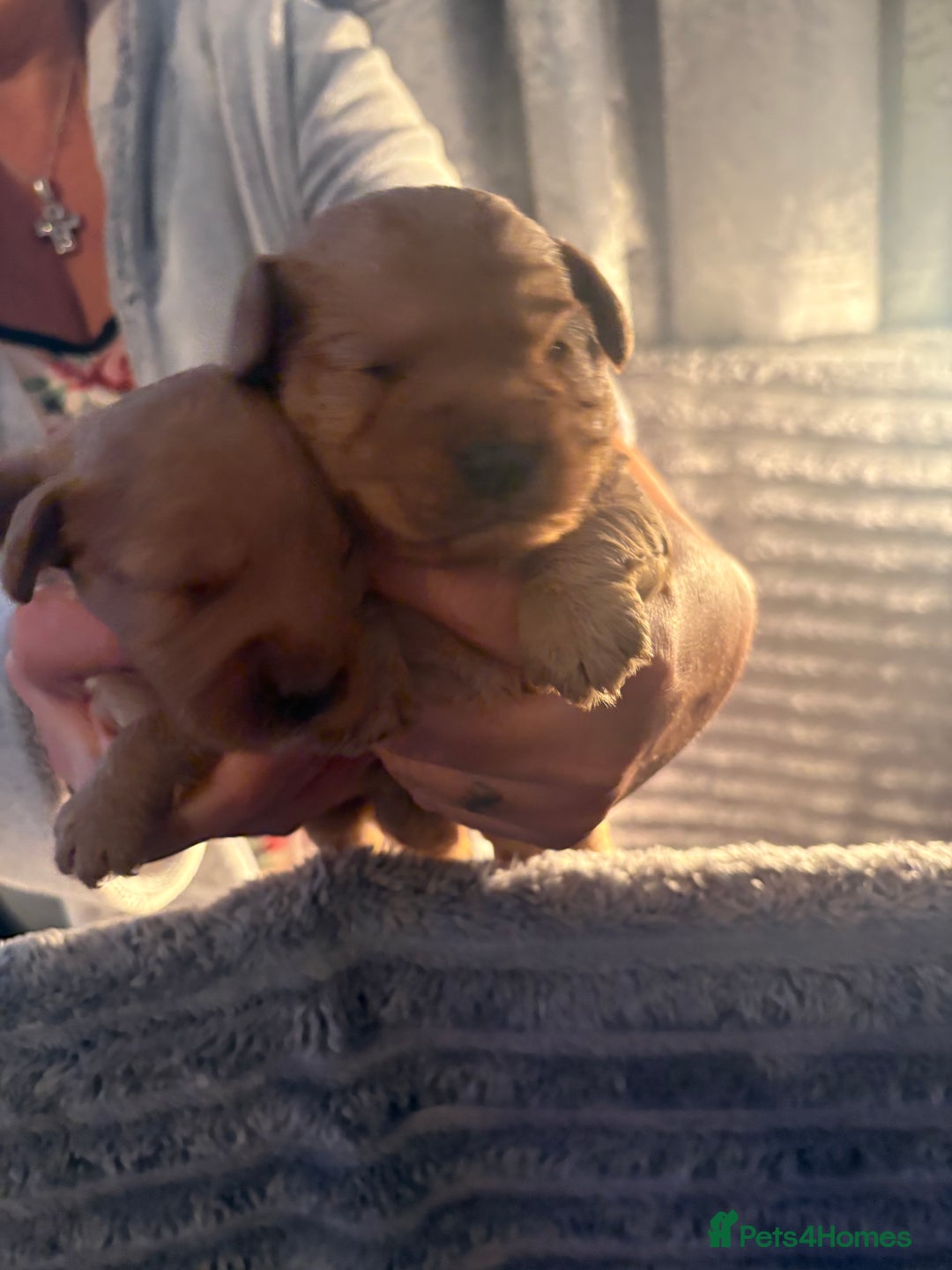 Cavapoochon dogs for sale: Cavapoochon puppies  - Image 16