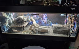 Bearded Dragon reptiles for sale: Bearded dragon for sale  - Advert 7