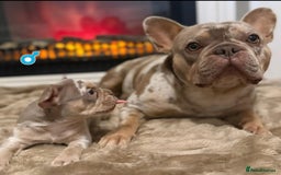 French Bulldog dogs for sale: Rojo and Isabella Merle Pups - Image 12