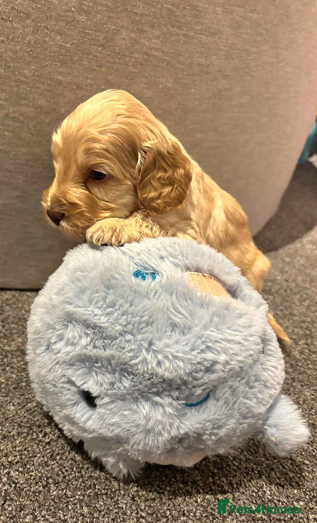 Cockapoo dogs for sale: Cockapoo Puppies - Advert 2