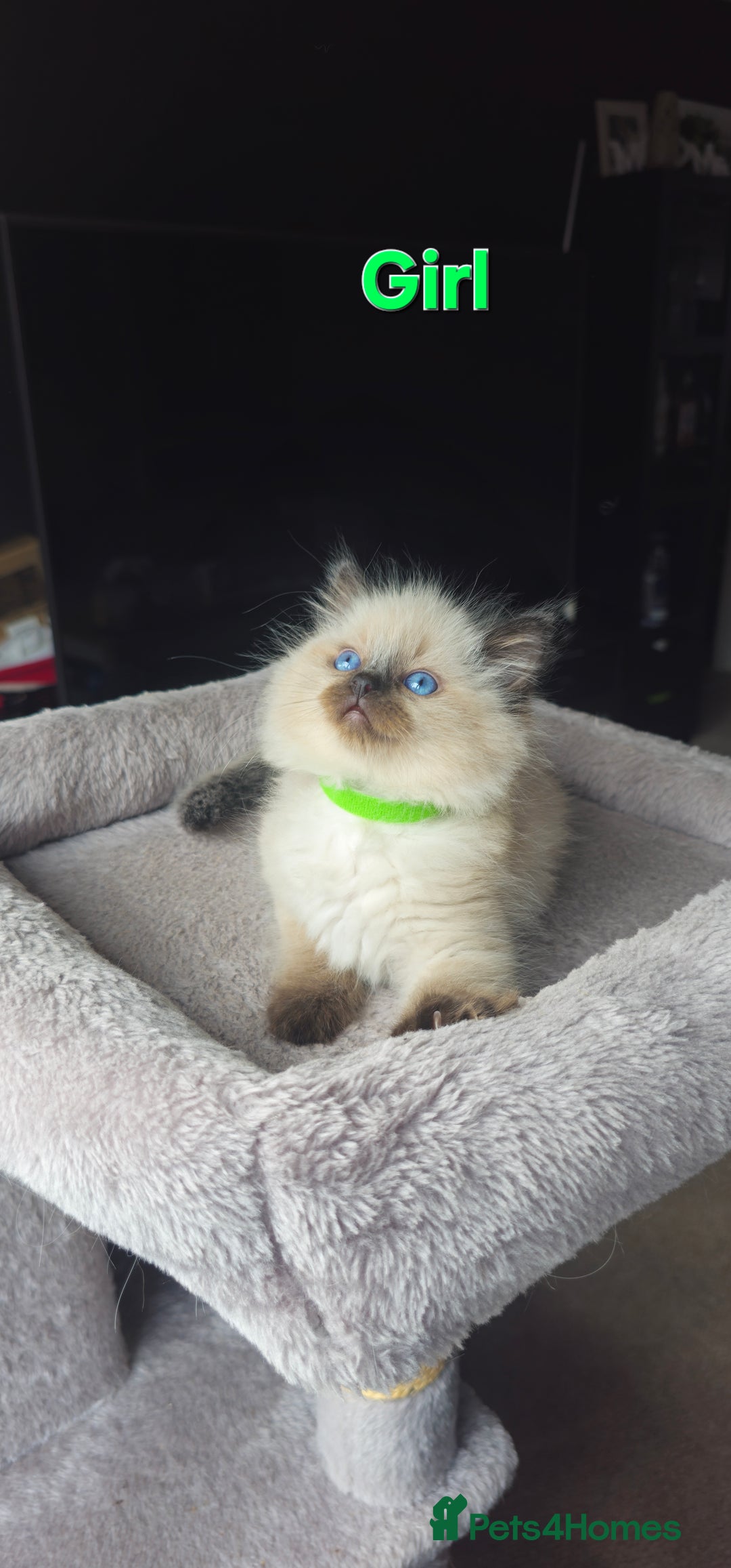 Ragdoll cats for sale: Ragdoll kittens  - Image 8