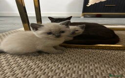 British Shorthair cats for sale: British short hair/british longhair - Image 12