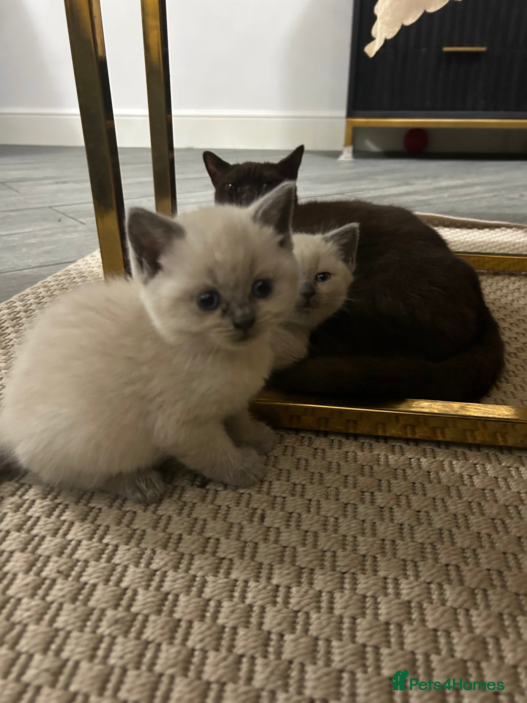 British Shorthair cats for sale: British short hair/british longhair - Image 12