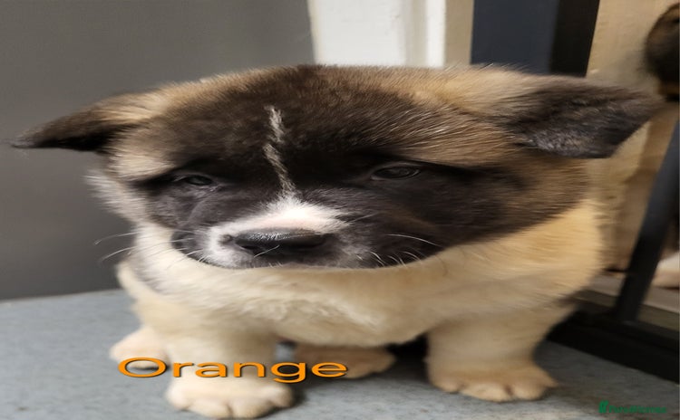 Akita dogs 😍Last 5 pups😍 American Akita Puppies 🐾 - Advert 10