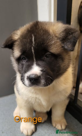 Akita dogs 😍Last 5 pups😍 American Akita Puppies 🐾 - Advert 10