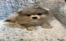 Pomeranian dogs for sale: Ready to leave Pomeranian puppies  - Image 7