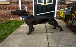 Mixed Breed dogs for sale: Staffy x for rehome ‼️ - Image 3