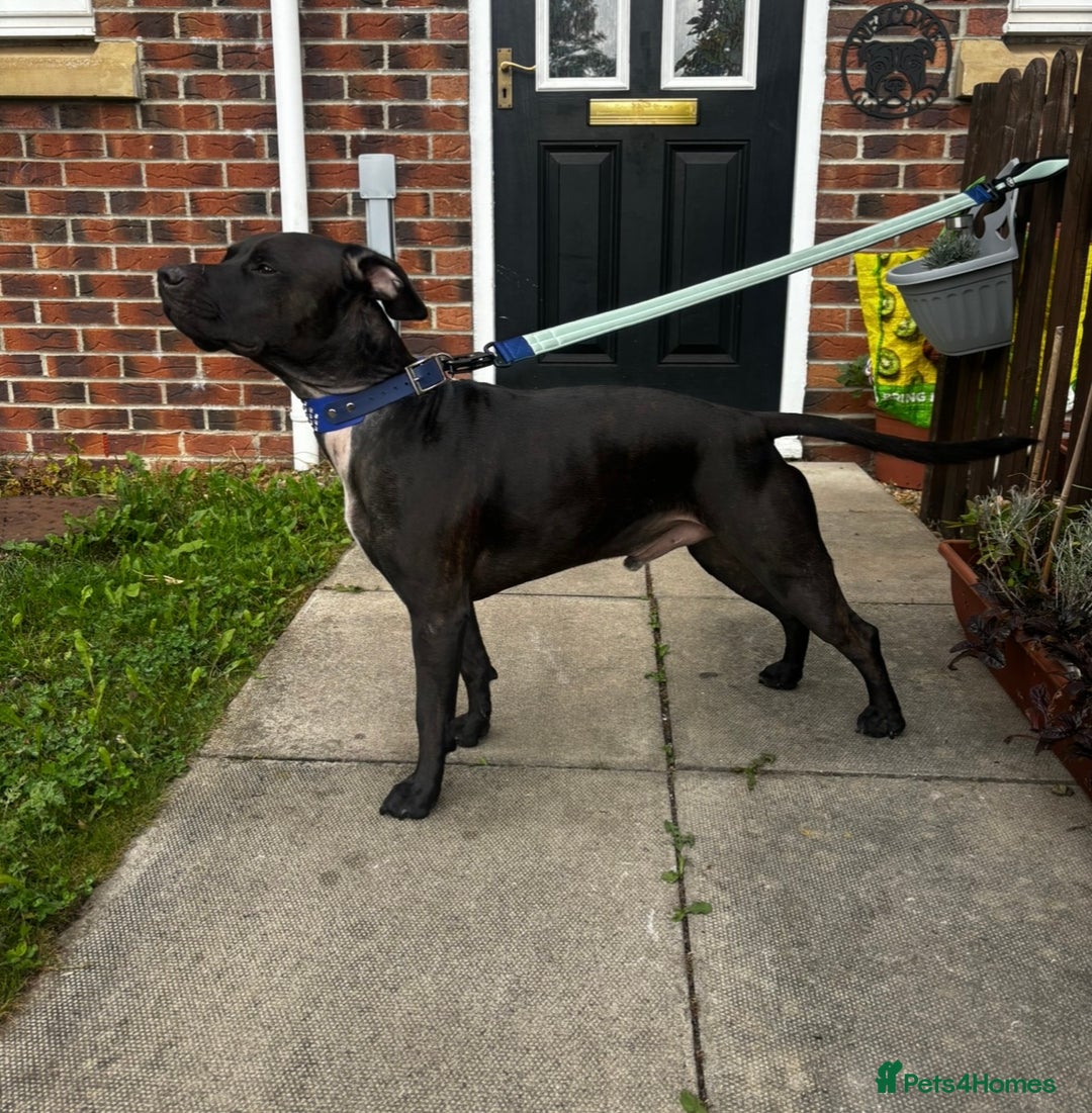Mixed Breed dogs for sale: Staffy x for rehome ‼️ - Image 3
