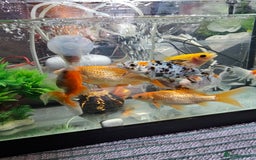 Goldfish fish for sale: Gold fish With tank - Image 6