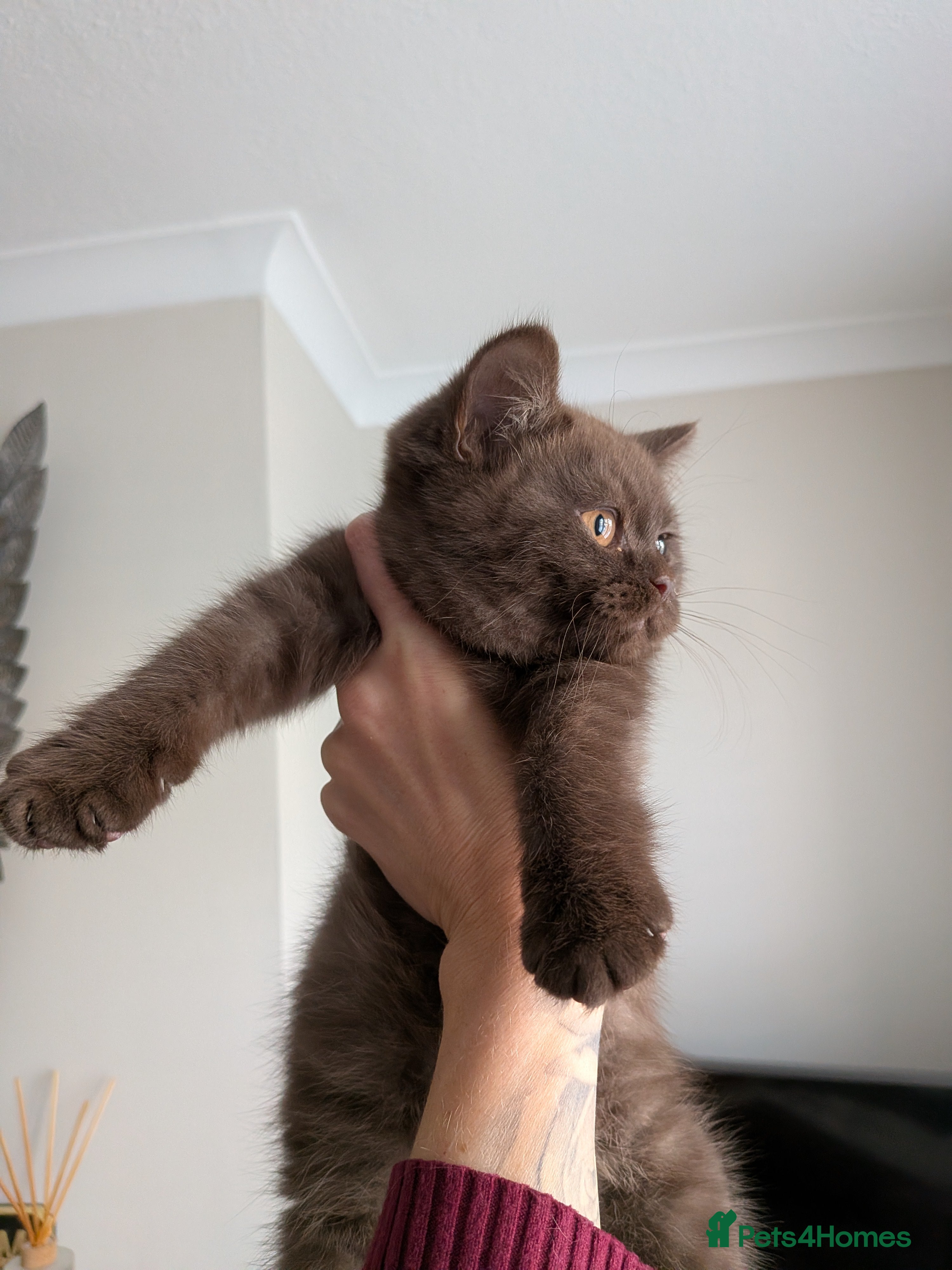 British Shorthair cats British Shorthair kittens  - Advert 17