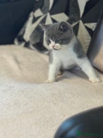 British Shorthair cats British short hair - Advert 1