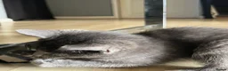Mixed Breed cats for sale: Beautiful kittens for sale  - Advert 10