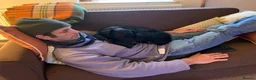Mixed Breed dogs for adoption: 💙🐶 JAKE - Young Patterdale cross boy 🐶💙 in Wolverhampton - Advert 5