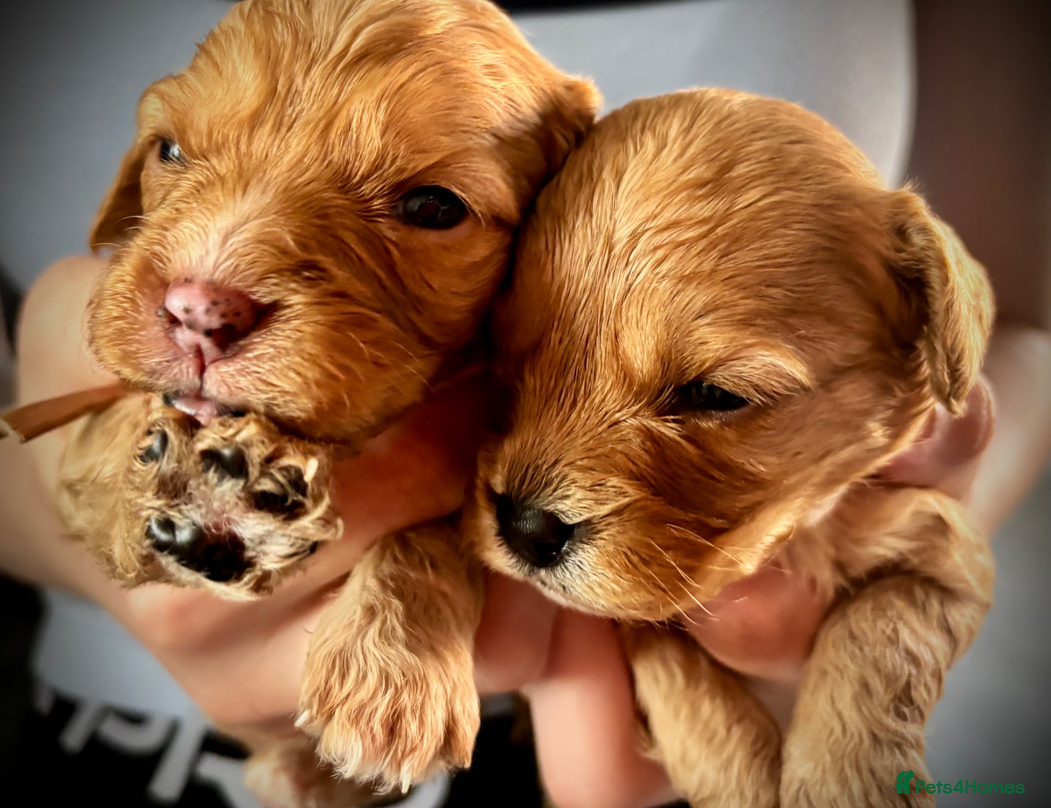 Cavapoo dogs 💚 last Apricot boy available to reserve 💚 - Advert 2