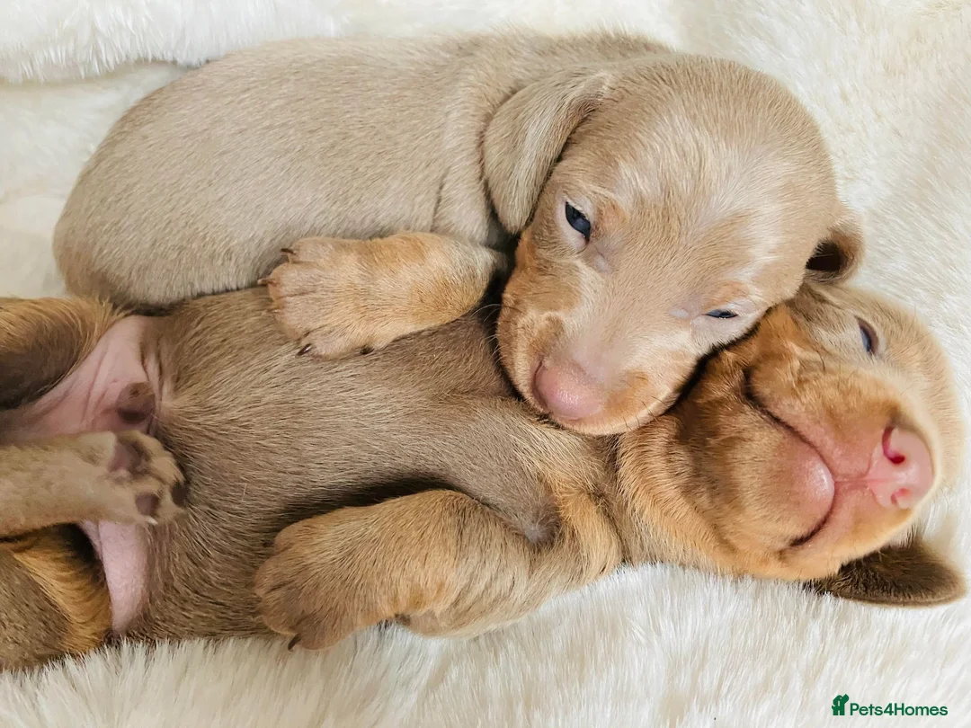 Miniature Dachshund dogs for stud: KCReg L/l1 CoI0% PRA DM & OI Clear ISABELLA STUD  in Gunnislake - Advert 10