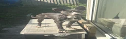 Mixed Breed dogs for sale: Mylie  in Wigan - Advert 2
