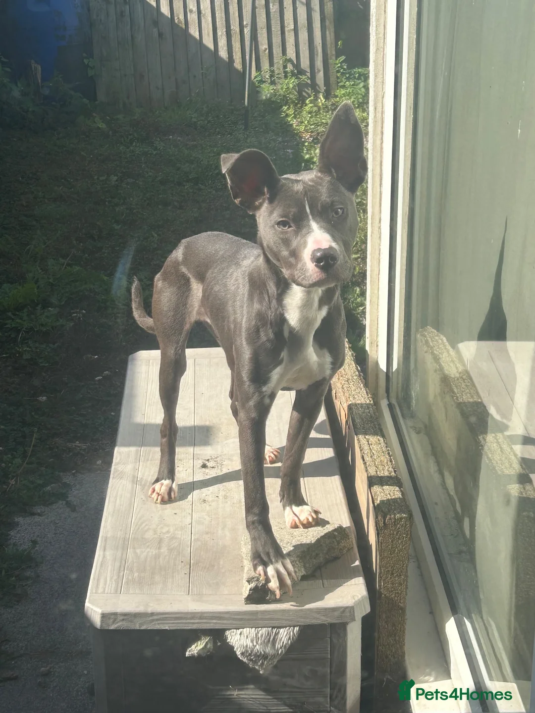 Mixed Breed dogs for sale: Mylie  in Wigan - Advert 2