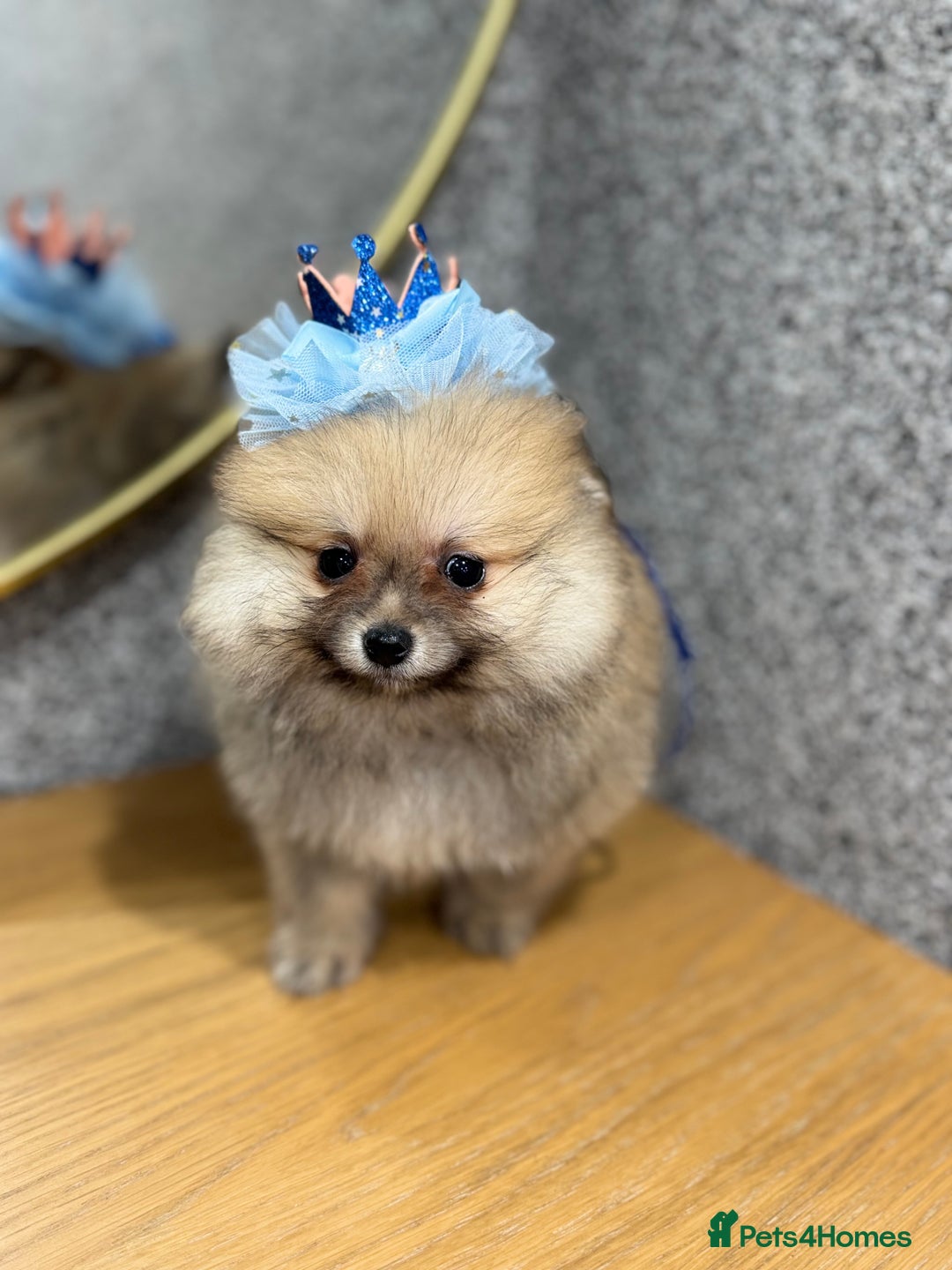 Pomeranian dogs for sale: Kc Registered last boy,ready to go! - Advert 9