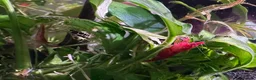 Plecos fish for sale: FREE JUVENILE PLECOS - Advert 5