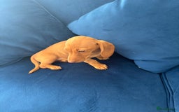 Miniature Dachshund dogs for sale: KC reg PRA clear smooth mini dachshund puppies - Image 16